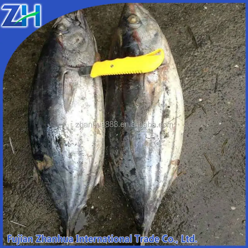 Море замороженные skipjack тунца круглый