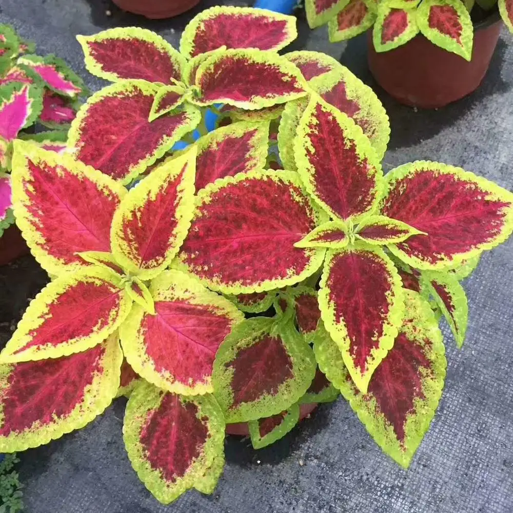 Лидер продаж Листва растений Plectranthus scutellarioides окрашенная