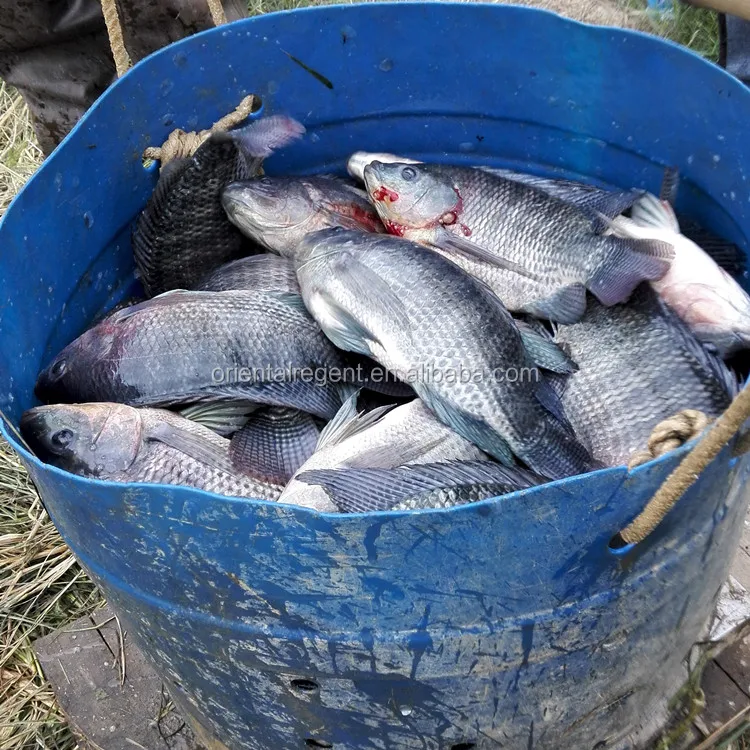 best quality farm raised frozen tilapia fish wholesale exporters price