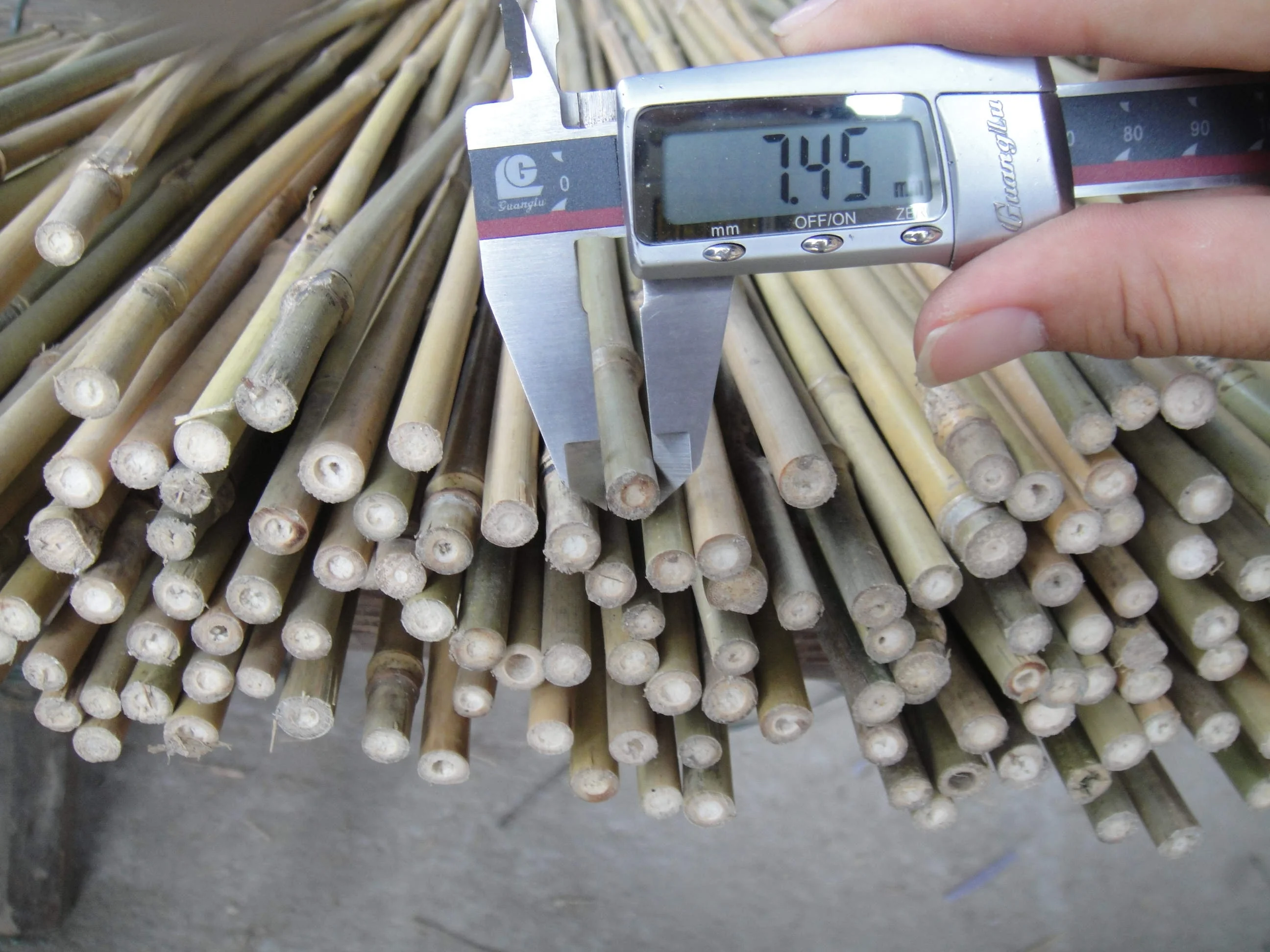 Bamboo for plant support (Olive tree support)