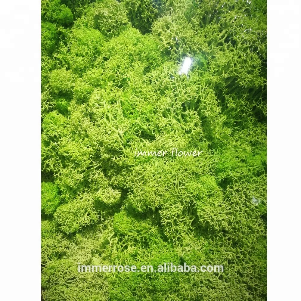 
Top quality Stabilized Moss Wholesale Preserved Moss From Kunming China 