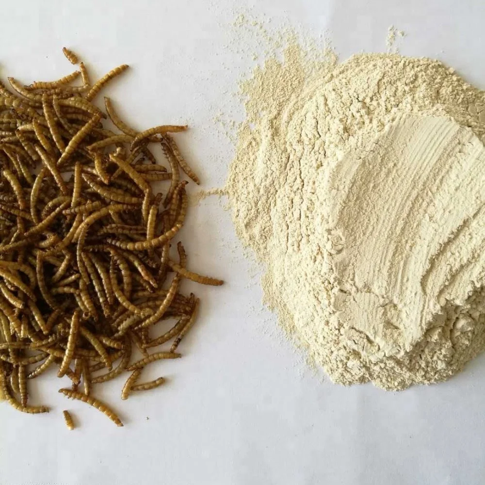 fish meal made from high protein Tenebrio insect protein insect powder insect flour
