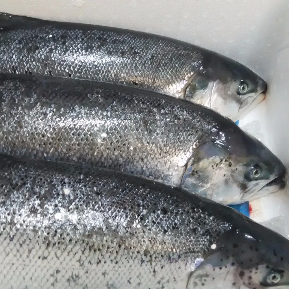 
Farmed salmon 