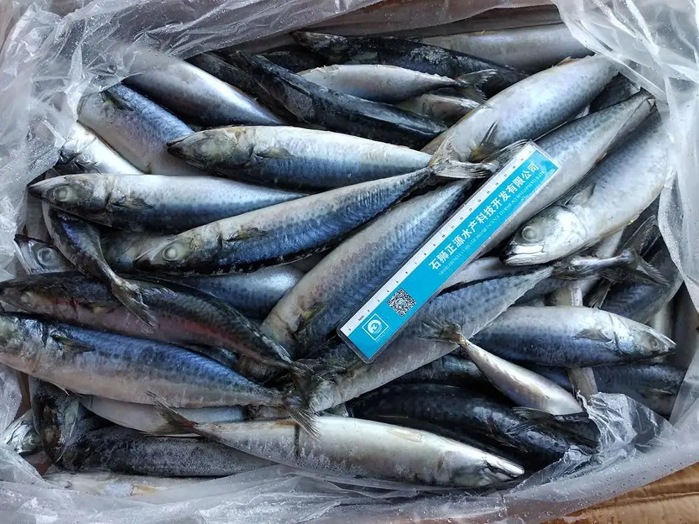 X136 sea frozen pacific mackerel fish price (scomber japonicus) pacific mackerel whole round fish