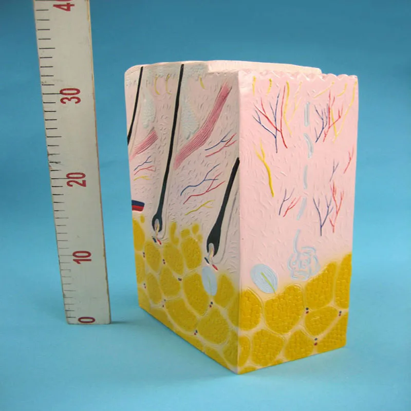 Biology Teaching Aids Anatomical Human Skin Structure Model