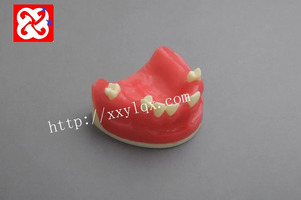 implant practice denta model for cutting, suturing in different teeth missing lower half