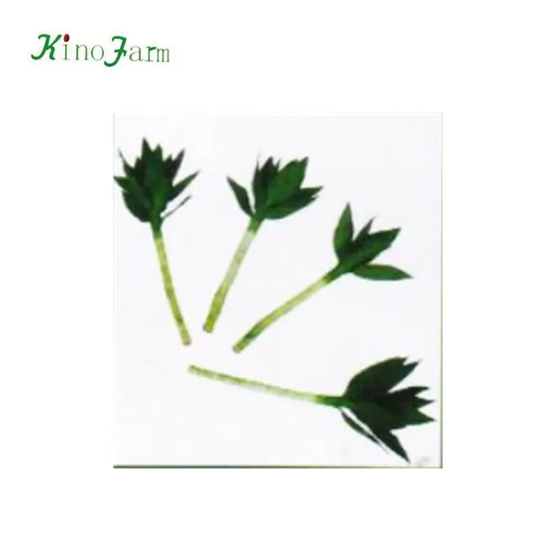 ornamental indoor lucky bamboo