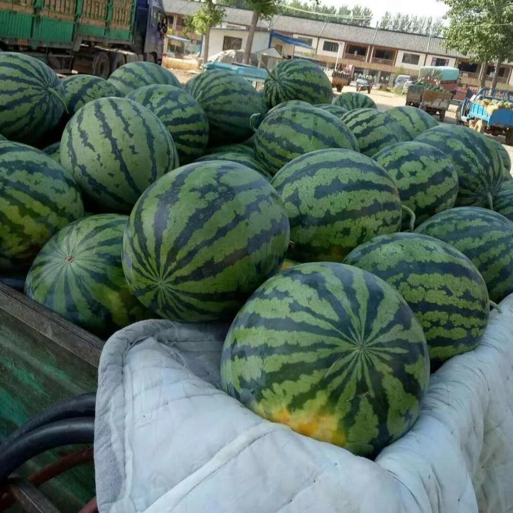 
Chinese hybrid f1 Watermelon Seed For Planting-Sweetness King No.7 F1 