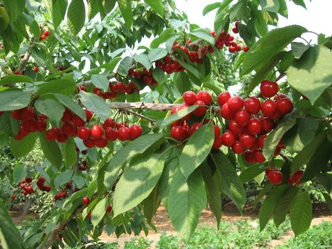  Высококачественные семена вишни для продажи очень вкусные фруктовых