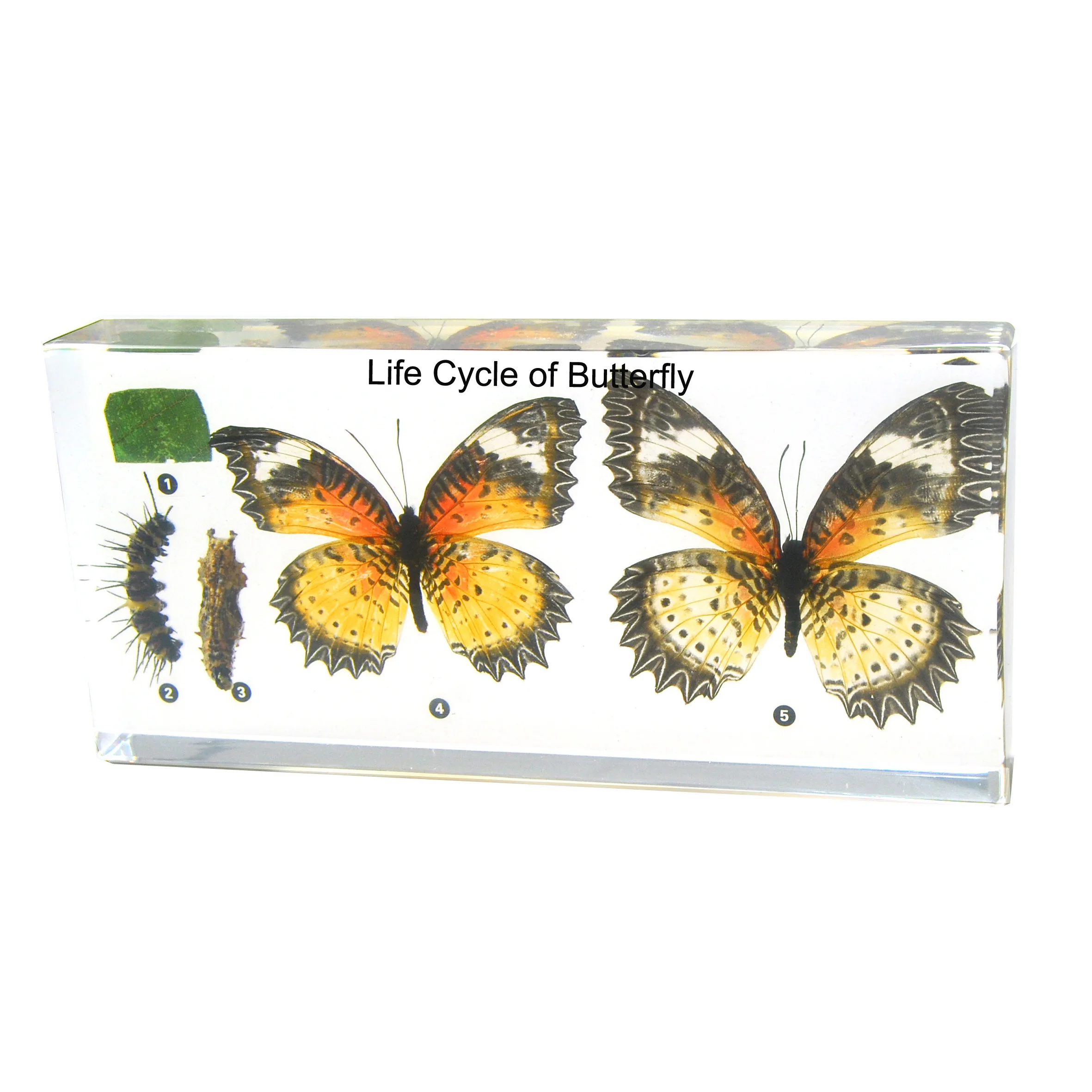 Gelsonlab HSBS-063 Acrylic Life Cycle of butterfly Specimen Embedded Biological Specimens