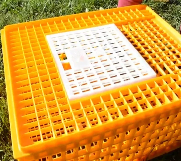 Best selling plastic Poultry Carrier Crate 8-10 Chickens for transportation
