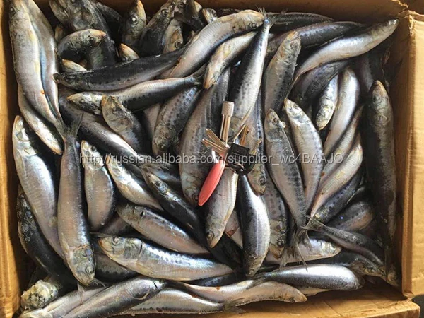 Новый замороженные тихоокеанского сардины рыба замороженные тихоокеанского рыба