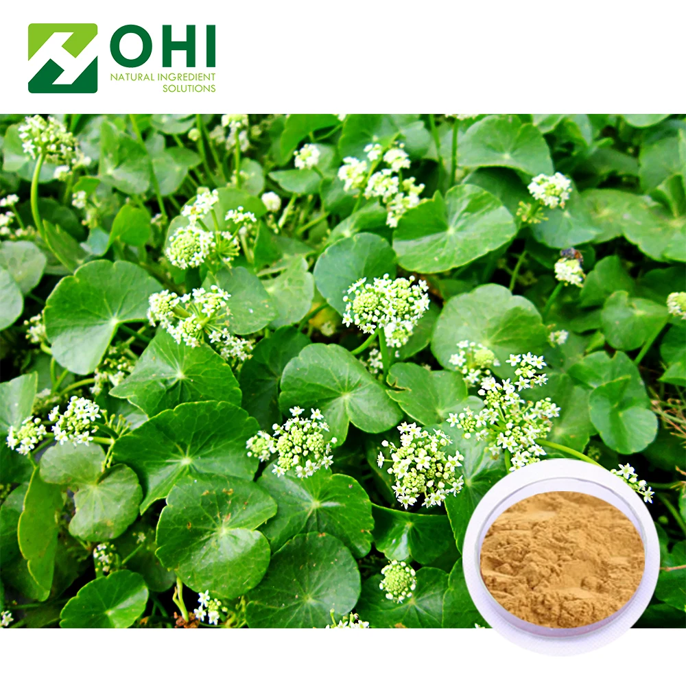 China manufacturer herbex centella extract
