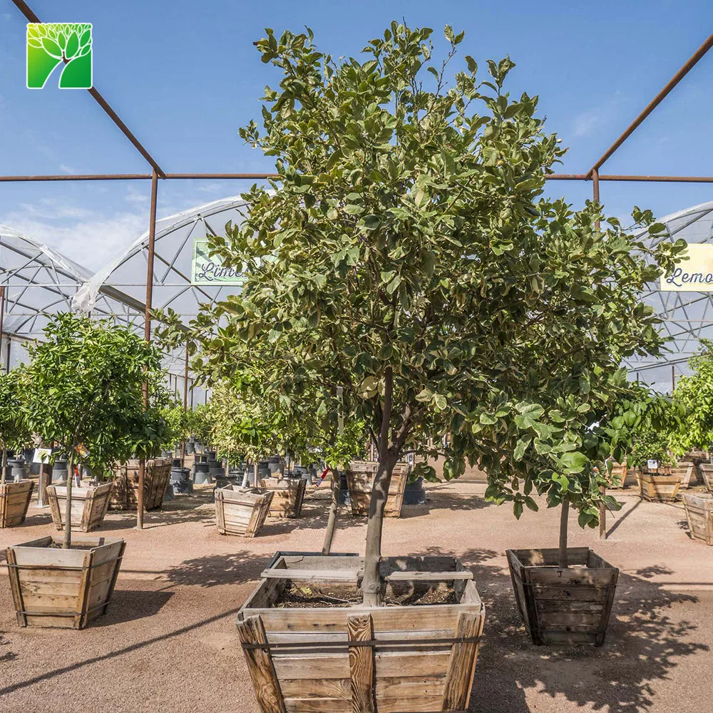 Низкий минимальный заказ, оптовая продажа, саженцы фруктовых деревьев цитрусовых лиметта, сладкого лайма