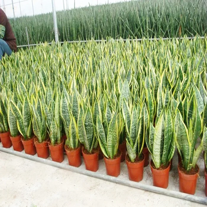  Живая змея Sansevieria trifasciata с голыми
