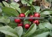 100% Pure Wintergreen Oil (Gaultheria)