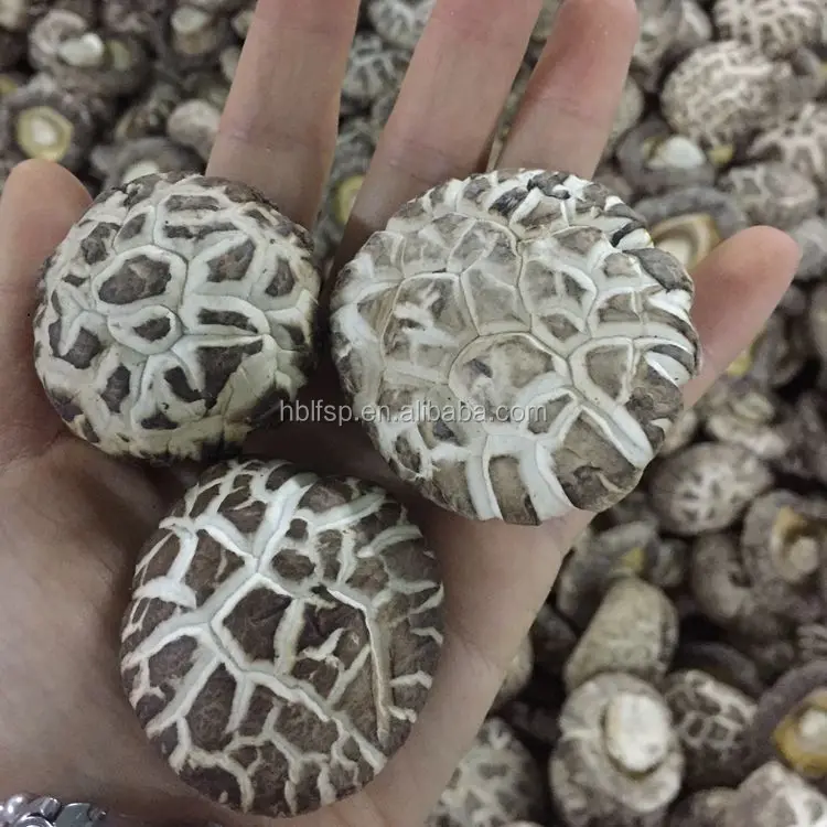 4-5 СМ Сушеные Белые Целые Грибы в Bulk