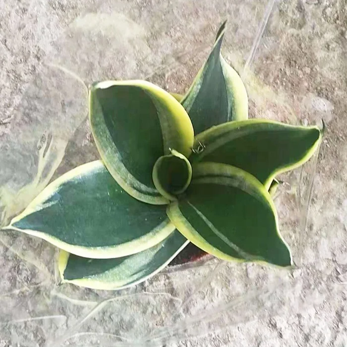 Живая змея Sansevieria trifasciata с голыми