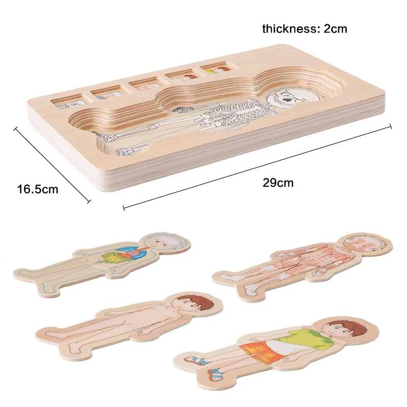 New design educational toys body structure wooden puzzle toy human body cognition puzzle