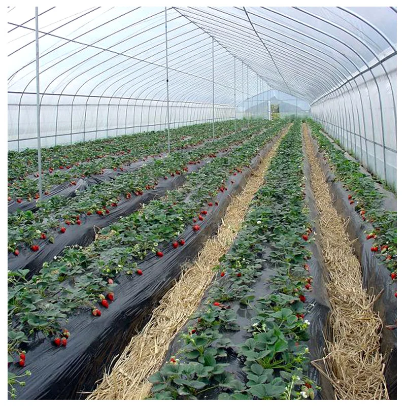 Easy Installed Garden Plastic Film Glass Greenhouse for Strawberry