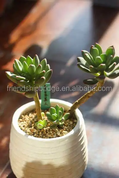 Pachyphytum Dr Cornelius bonsai