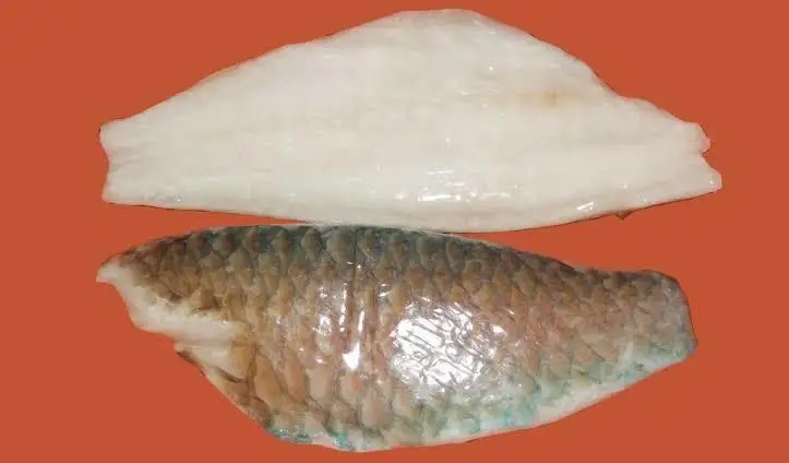 Frozen Parrot Fish whole round for sale