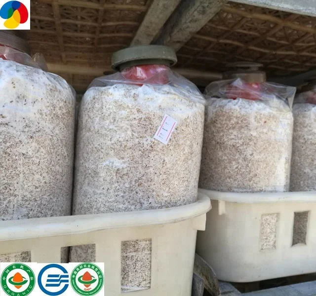 
2019 Pleurotus eryngii fungus king oyster mushroom spawn 