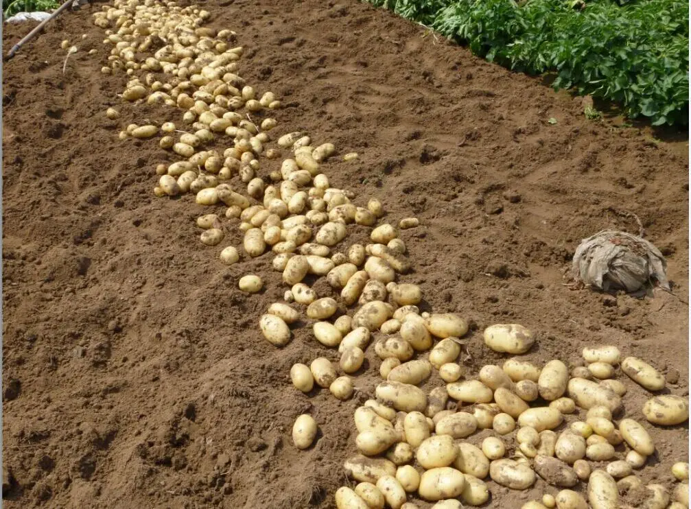 
Fresh Holland Potatoes Seeds Price for wholesale 