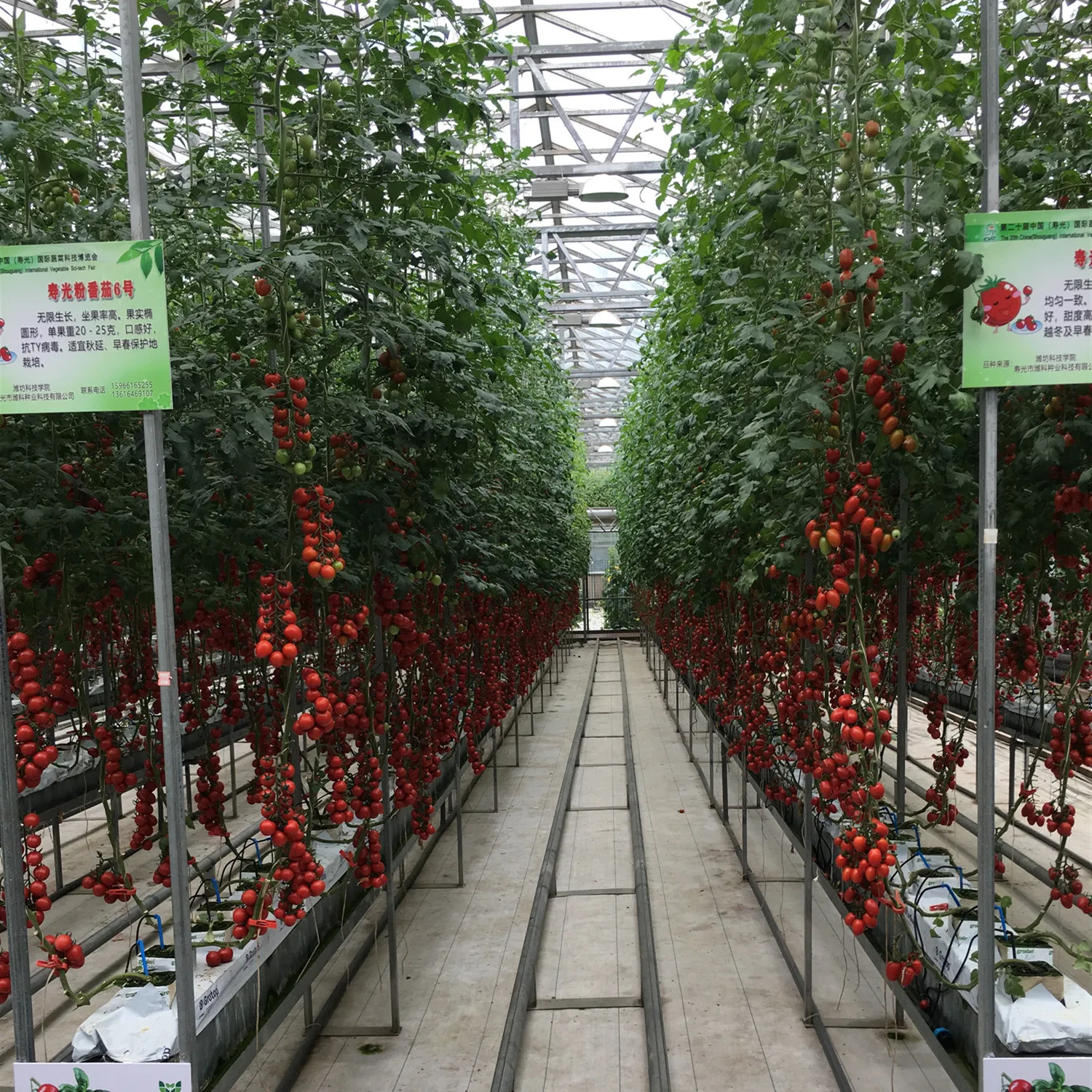 Venlo Type Double Layer Glass Greenhouse with Hydroponic System for Agriculture/Tourism Planting/Strawberry Picking Tourism
