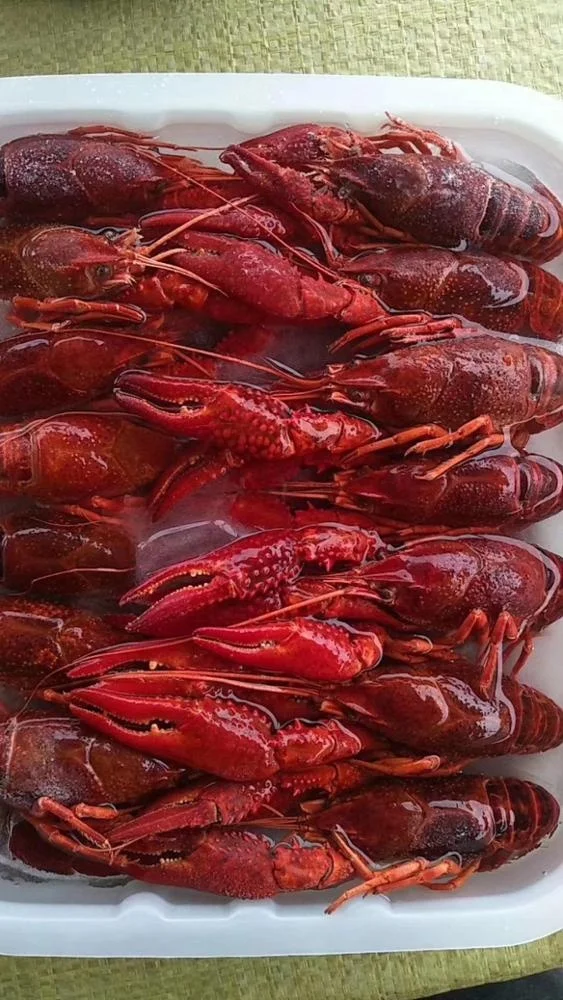 DJL Сухой Ледяной жидкий азот двойного использования туннельный морозильник для лобстеров/ползаков/лангусте