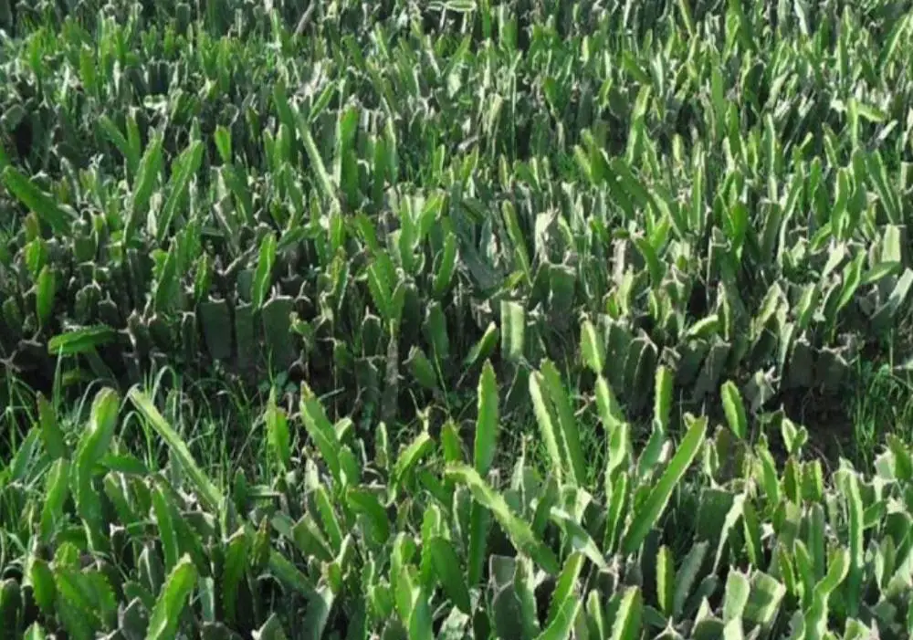 50g/bag High germination hot sale Pitaya planting red dragon fruit seeds for sale