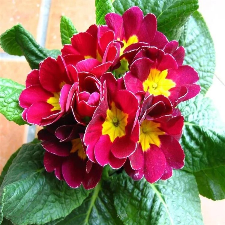 Primula Malacoides Seeds Flower Seeds For Cultivation