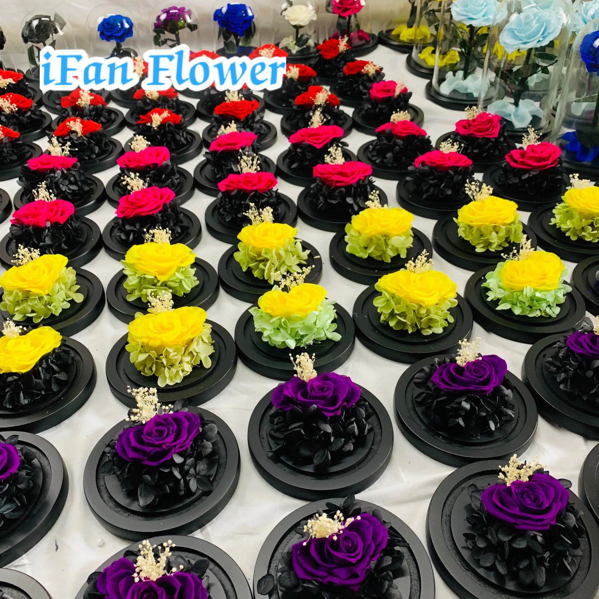 IFAN flower company design preserved rainbow rose in glass dome preserved roses export Saudi Arabia