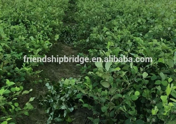 
Chinese Jujube Date Trees seedling 