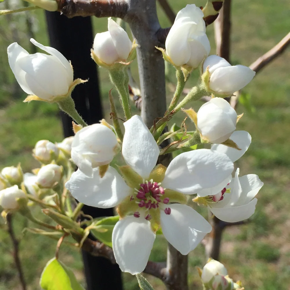 
Full sun white bloom color live fruit seedling plant BOSC pear 