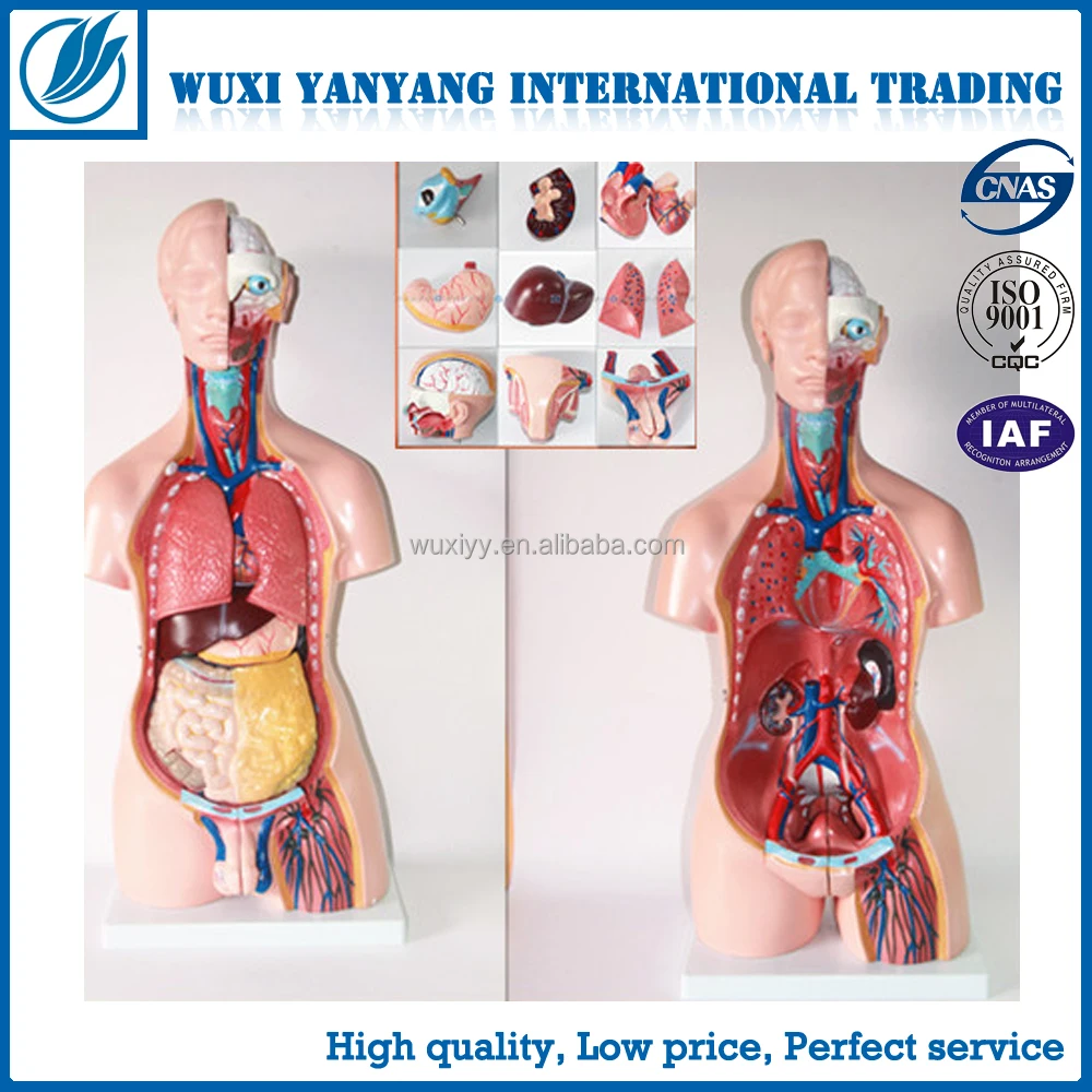32 Parts Human Anatomical Torso Model