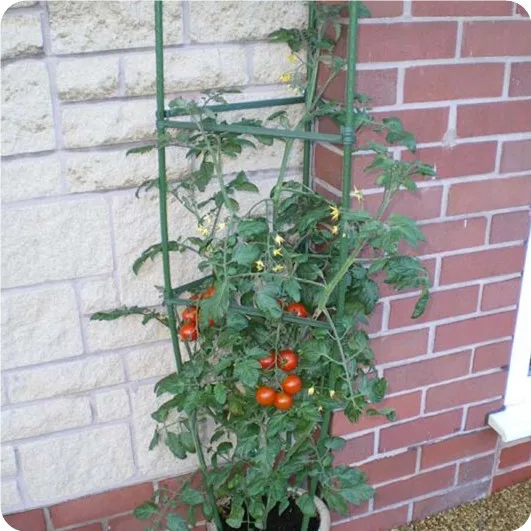 Metal tomato support cage