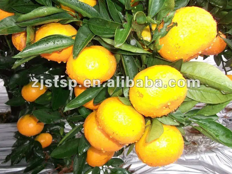 сотовый мешочки мандарин