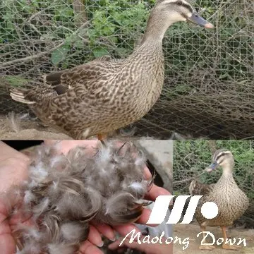 Перо дикой утки