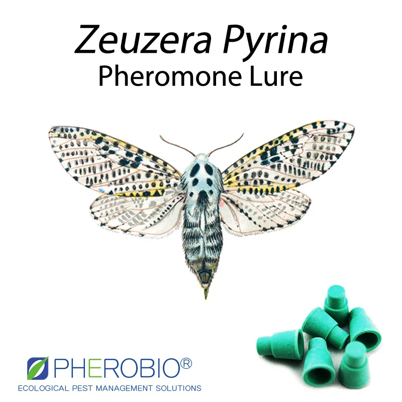 
Wood leopard moth Zeuzera Pyrina pheromone lure pheromone trap 