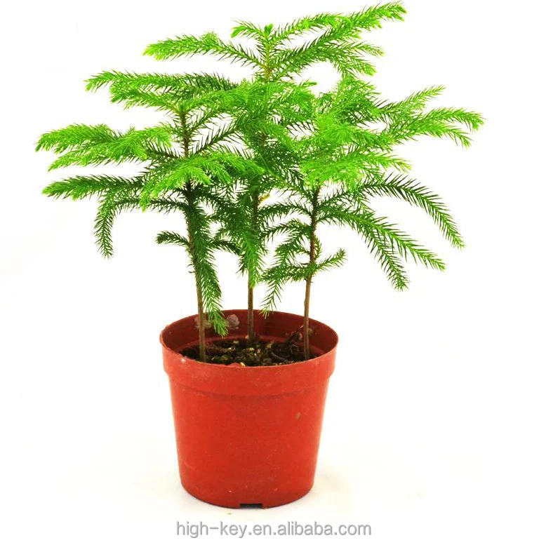 
S301 Wholesale Cheapest High Germination Araucaria Plant 