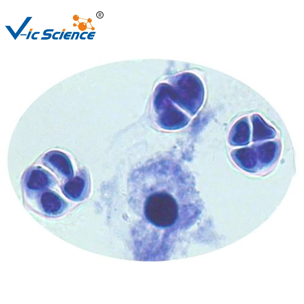 
Teaching or researching 12 pcs cell biology meiosis slides set 