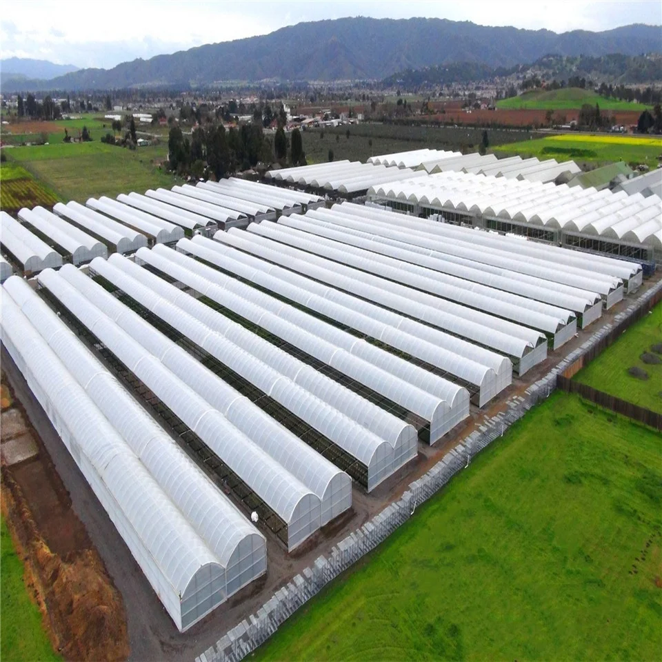 Стандартный DongJu800 медицинские травы/конопля растут коммерческие однопролетные теплицы поликарбонатные листы крышки