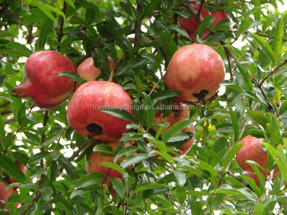Red Sweet Pomegranate tree Fruit
