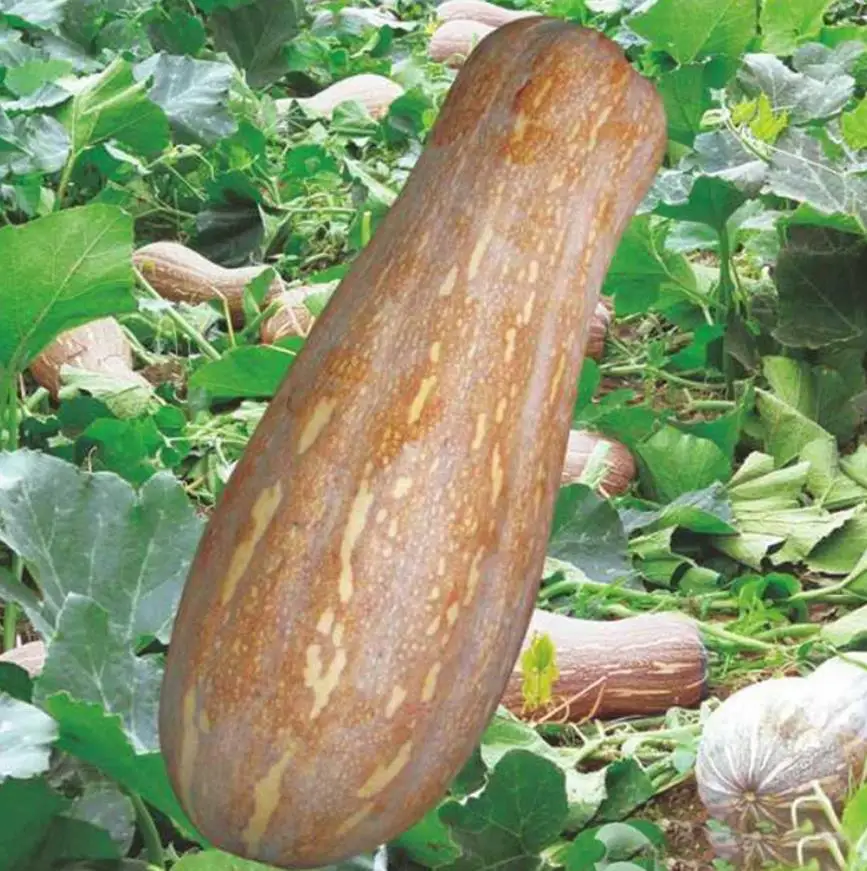 
600 seeds/tin China High Yield Spot Supply Natural raw Pumpkin Seeds for planting 