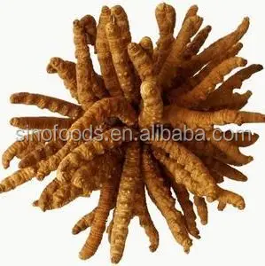 
Dong chong xia cao Cordyceps sinensis herbal remedies for cancer 