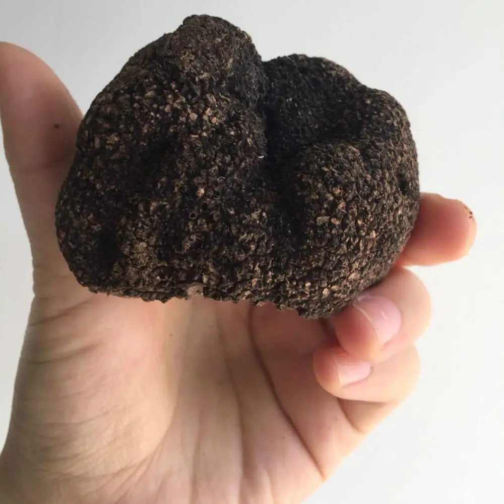 
Detan Fresh Black Truffle Mushroom Price 