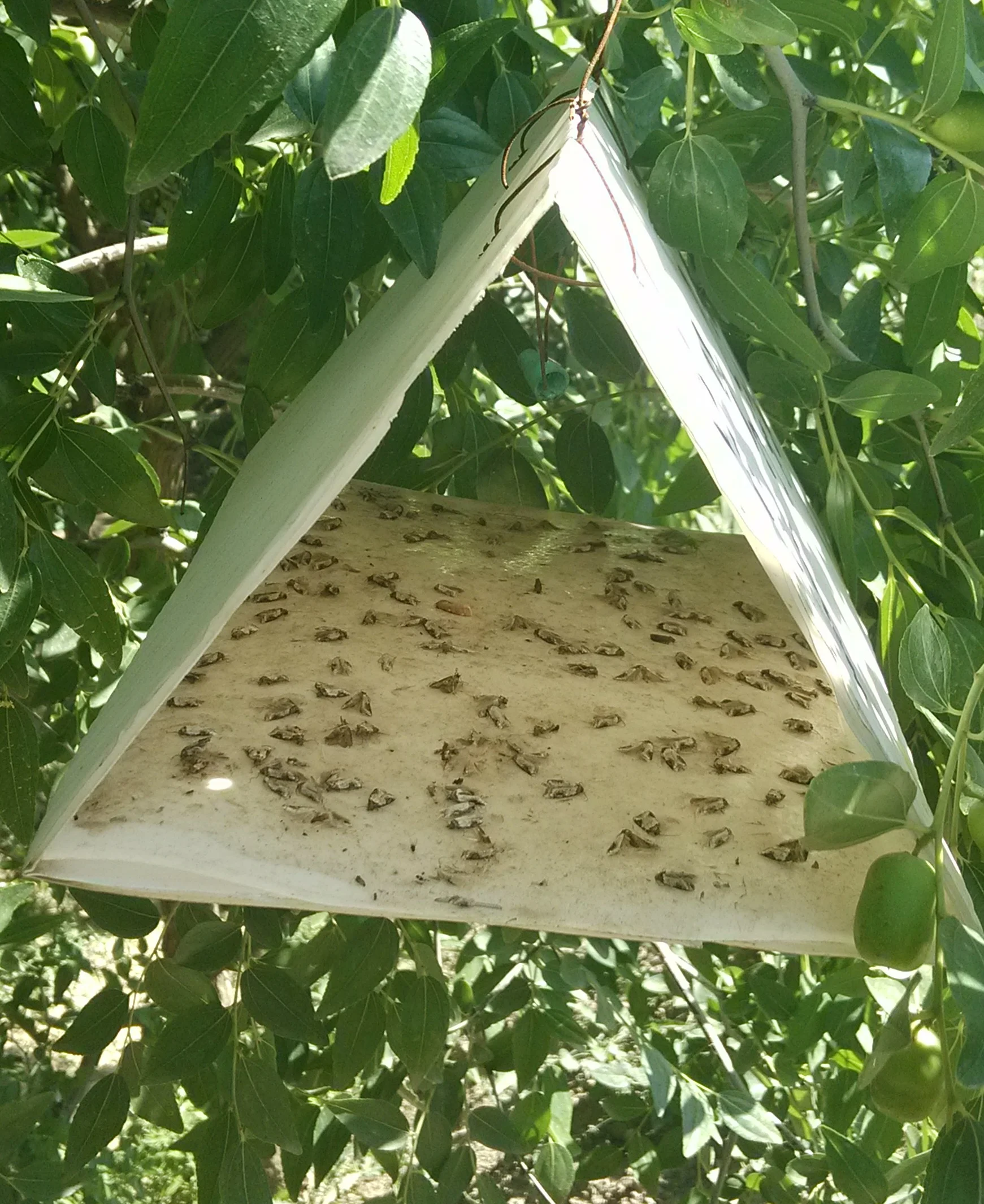 Best selling corrugate plastic delta insect traps for agriculture