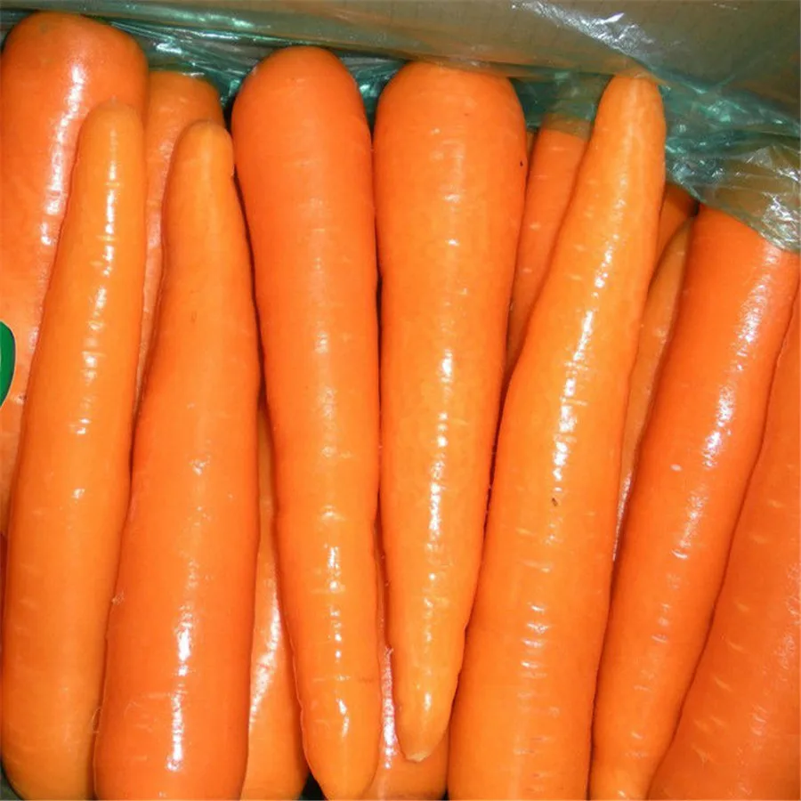 
Fresh Style and Umbelliferous Vegetable Product Type Fresh Carrot 