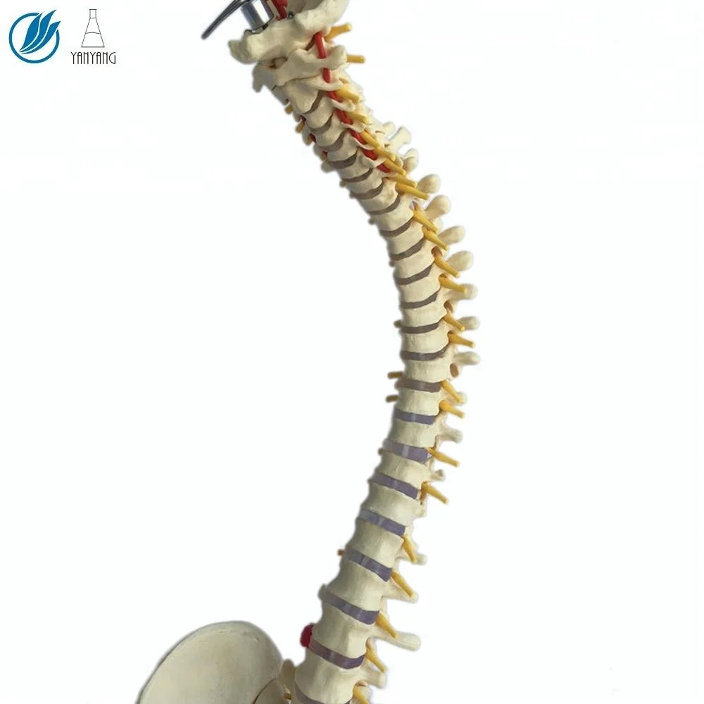 3d модель анатомического человеческого позвоночника из ПВХ для обучения